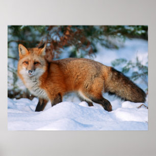 Red Fox   Schnee im Winter, Montana Poster