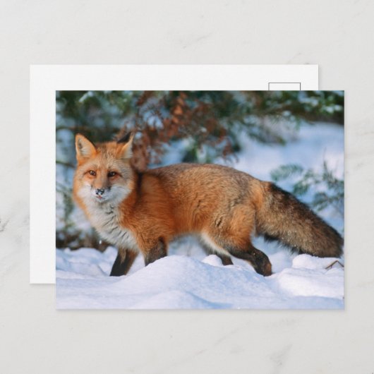 Red Fox | Schnee im Winter, Montana Postkarte (Vorne/Hinten)