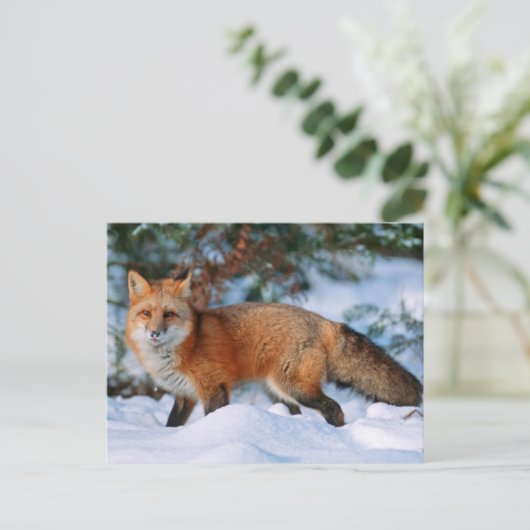Red Fox | Schnee im Winter, Montana Postkarte (Stehend Vorderseite)