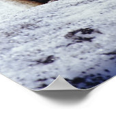 Red Fox sitting on snow bank, Vulpes, Mt. Poster (Ecke)