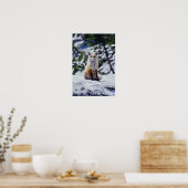 Red Fox sitting on snow bank, Vulpes, Mt. Poster (Küche)