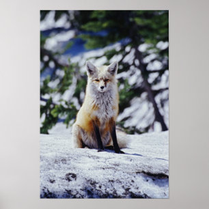Red Fox sitting on snow bank, Vulpes, Mt. Poster