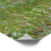 Red Fox Sitting Poster (Ecke)