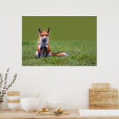 Red Fox Sitting Poster (Küche)