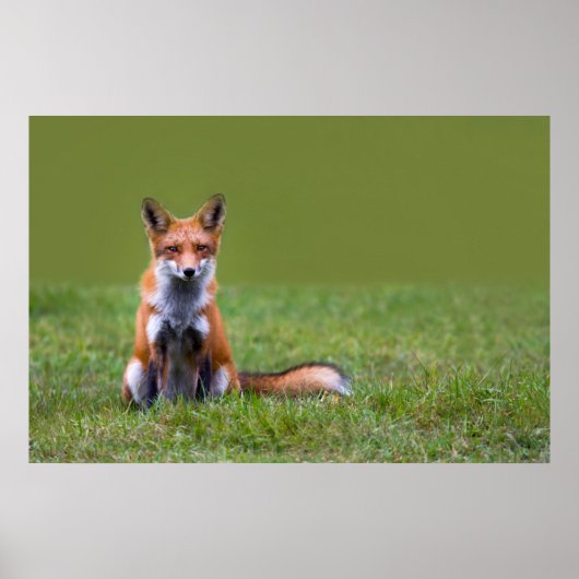Red Fox Sitting Poster (Vorne)