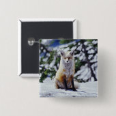Red Fox sitzend auf der Schneebrücke, Vulpes, Mt. Button (Vorne & Hinten)