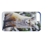 Red Fox sitzend auf der Schneebrücke, Vulpes, Mt. Case-Mate iPhone Hülle (Rückseite (Horizontal))