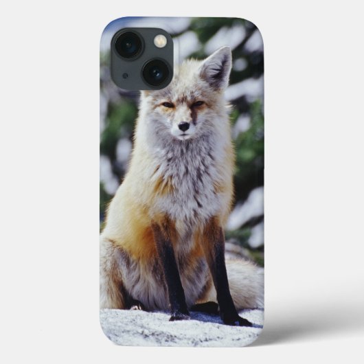 Red Fox sitzend auf der Schneebrücke, Vulpes, Mt. Case-Mate iPhone Hülle (Rückseite)