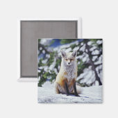 Red Fox sitzend auf der Schneebrücke, Vulpes, Mt. Magnet (Vorderseite/Rückseite)