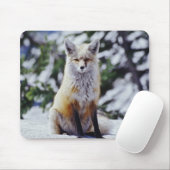 Red Fox sitzend auf der Schneebrücke, Vulpes, Mt. Mousepad (Mit Mouse)