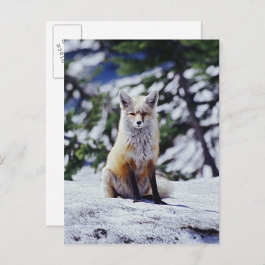Red Fox sitzend auf der Schneebrücke, Vulpes, Mt. Postkarte (Vorne/Hinten)