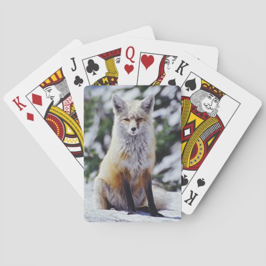 Red Fox sitzend auf der Schneebrücke, Vulpes, Mt. Spielkarten (Rückseite)
