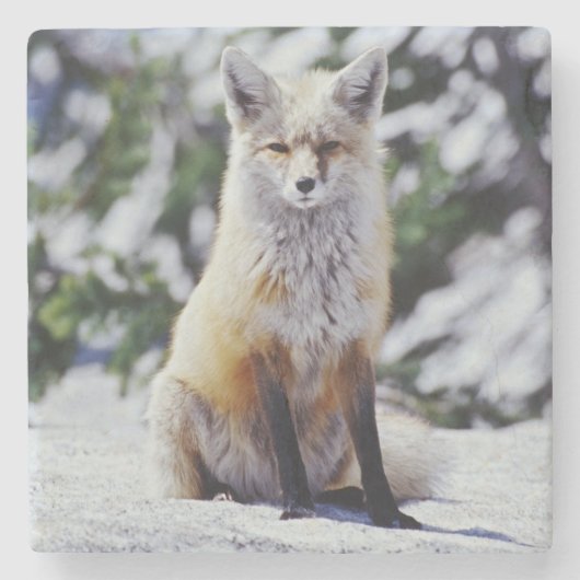 Red Fox sitzend auf der Schneebrücke, Vulpes, Mt. Steinuntersetzer (Vorderseite)
