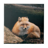 Red Fox Sleeping Fliese (Vorderseite)