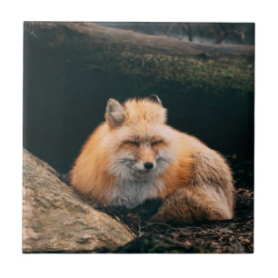 Red Fox Sleeping Fliese