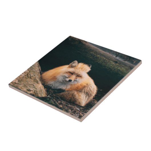 Red Fox Sleeping Fliese (Seite)