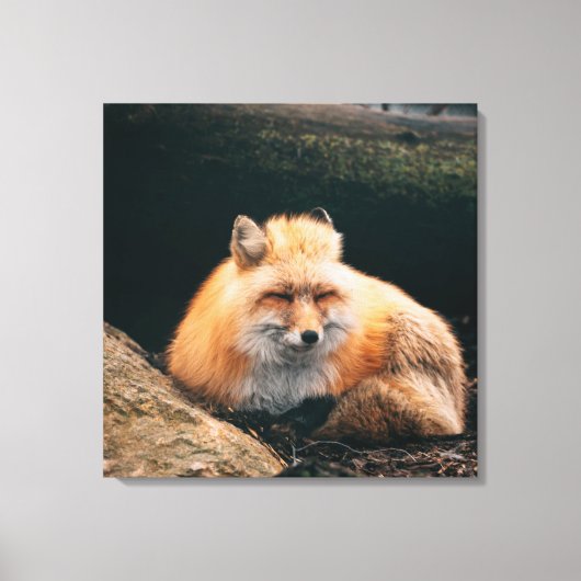 Red Fox Sleeping Leinwanddruck (Vorderseite)