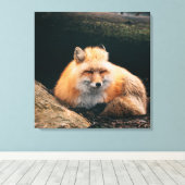 Red Fox Sleeping Leinwanddruck (Insitu (Holzboden))