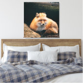 Red Fox Sleeping Leinwanddruck (Insitu (Schlafzimmer))