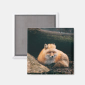 Red Fox Sleeping Magnet (Vorderseite/Rückseite)