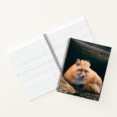 Red Fox Sleeping Notizblock (Innenseite)