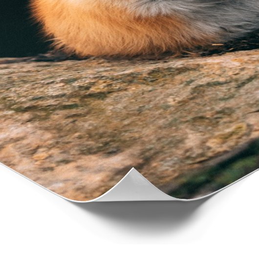 Red Fox Sleeping Poster (Ecke)