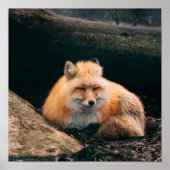 Red Fox Sleeping Poster (Vorne)