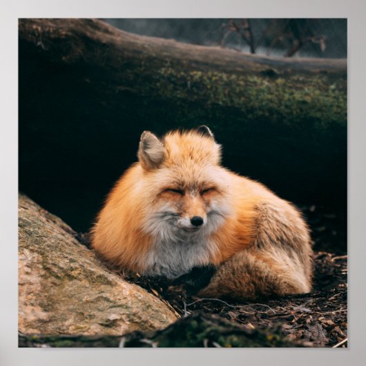 Red Fox Sleeping Poster (Vorne)