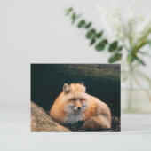 Red Fox Sleeping Postkarte (Stehend Vorderseite)