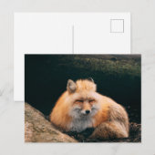 Red Fox Sleeping Postkarte (Vorne/Hinten)