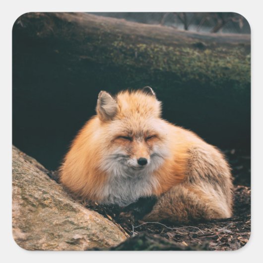 Red Fox Sleeping Quadratischer Aufkleber (Vorderseite)