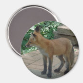 Red Fox Stehend Magnet (Vorderseite/Rückseite)