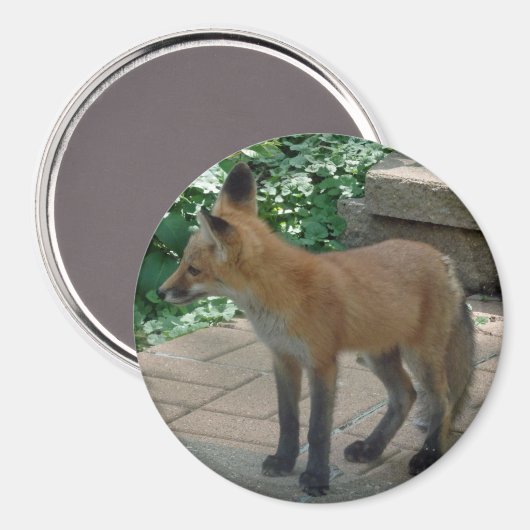 Red Fox Stehend Magnet (Vorderseite/Rückseite)