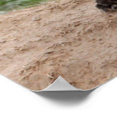 Red Fox und Baby Poster (Ecke)