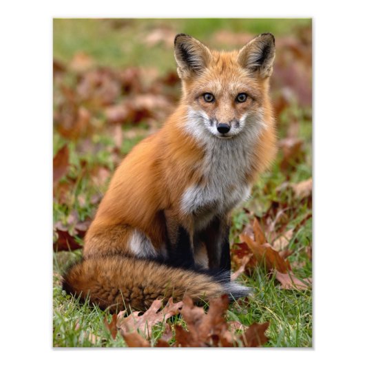 Red Fox und Blätter Fotodruck (Vorne)