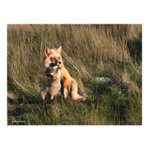 Red Fox und es ist Kit Fotodruck