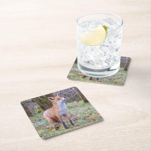 Red Fox Untersetzer (Vor Ort)