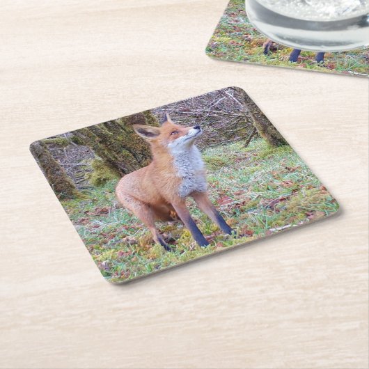 Red Fox Untersetzer (angewinkelt)