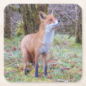 Red Fox Untersetzer (Vorderseite)