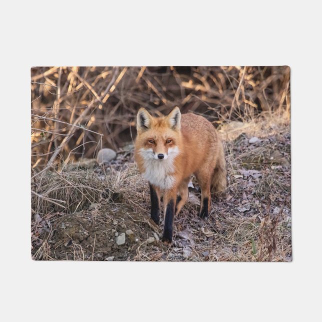 Red Fox up nah und persönlich Fußmatte (Vorderseite)