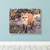 Red Fox up nah und persönlich Leinwanddruck (Insitu (Holzboden))