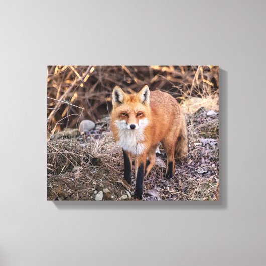Red Fox up nah und persönlich Leinwanddruck (Vorderseite)