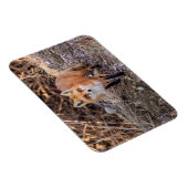 Red Fox up nah und persönlich Magnet (Rechte Seite)