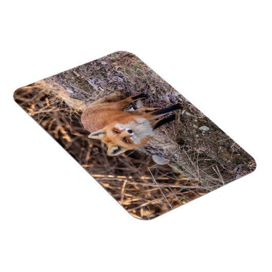 Red Fox up nah und persönlich Magnet (Rechte Seite)