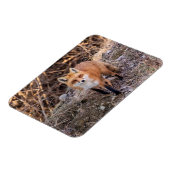 Red Fox up nah und persönlich Magnet (Linke Seite)