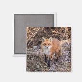 Red Fox up nah und persönlich Magnet (Vorderseite/Rückseite)