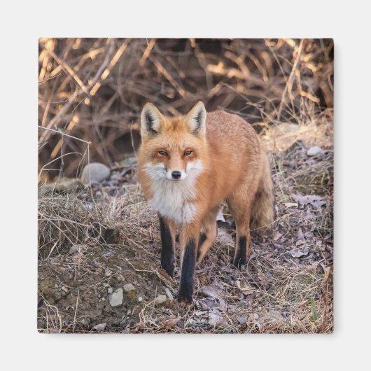 Red Fox up nah und persönlich Magnet (Vorne)