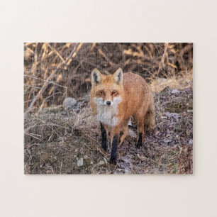 Red Fox up nah und persönlich Puzzle