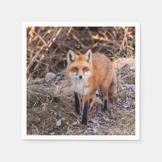 Red Fox up nah und persönlich Serviette (Vorderseite)