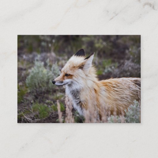 Red Fox - Visitenkarte (Vorderseite)